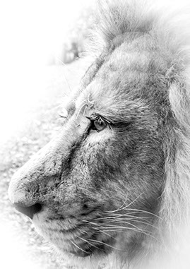 Head of a Loin in Black and White