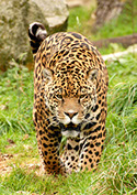 Male Jaguar coming for you.