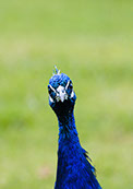 Head of a male Peacock looking at you.