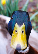 Male Mallard ducks head