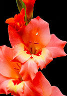 A pink Gladioli taken close up.