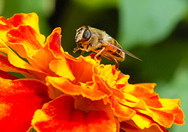 A bee on a French Marigold collecting nectar