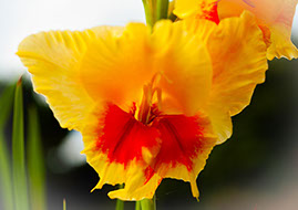 Closeup picture of a Yellow Gladioli