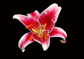 A Red Lily set off in front of a Black background
