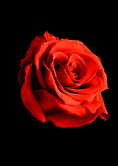 A deep red rose on a black background.