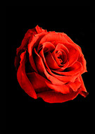 A deep red rose on a Black background