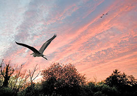 Heron flying low over the Norfolk Broads at sunset.