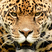Very close picture of a Jaguars face