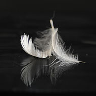 2 feathers floating on water showing the reflection.